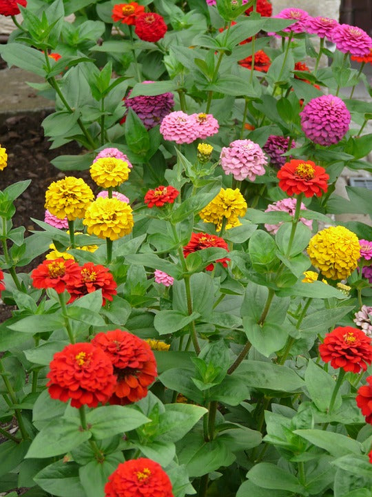 Flowers