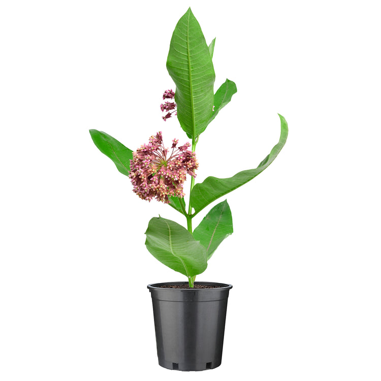 Common Milkweed