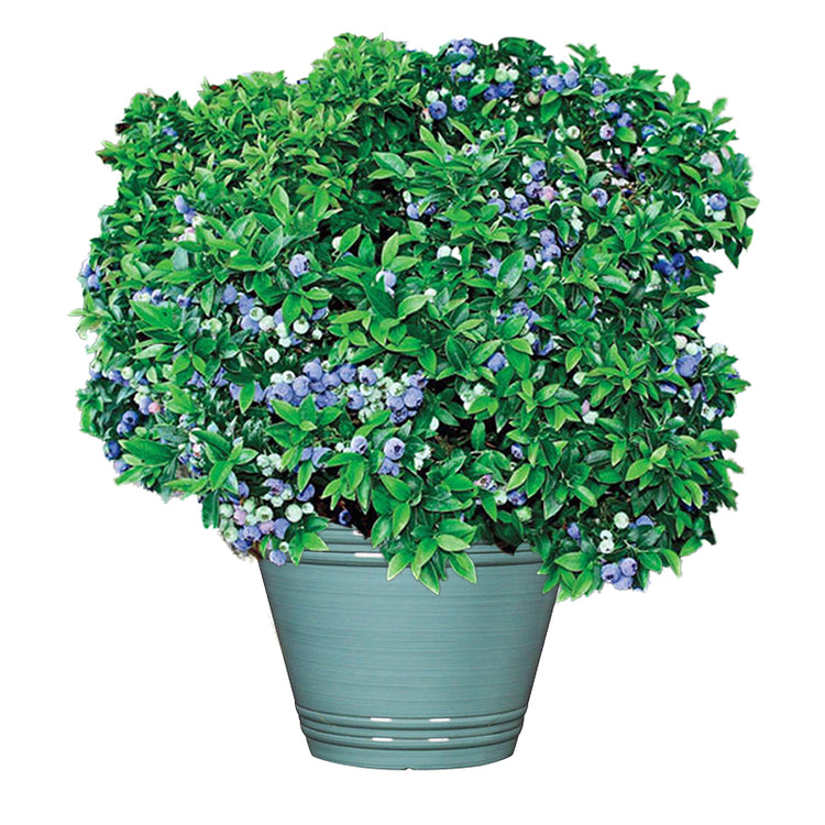 Live Blueberry Bush
