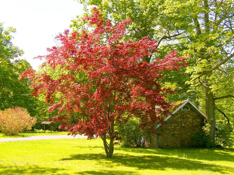 Japanese Maple