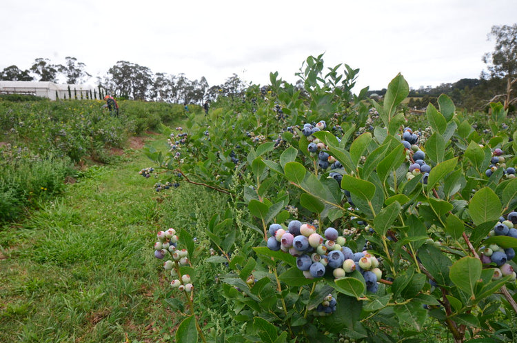 Blueberry