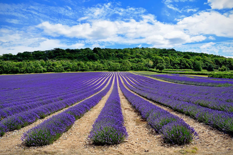 Lavender