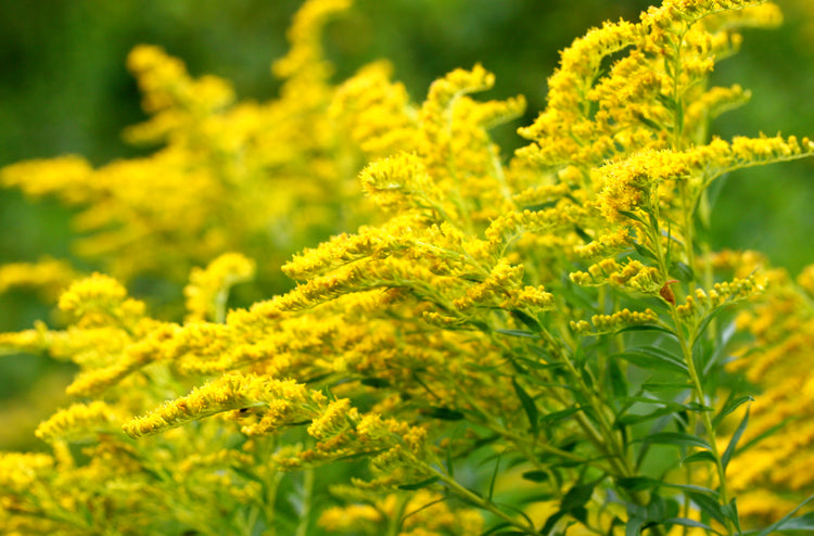 Goldenrod