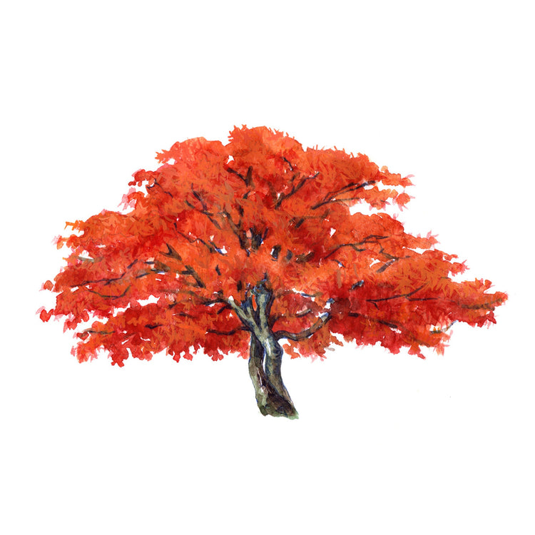 Japanese Maple