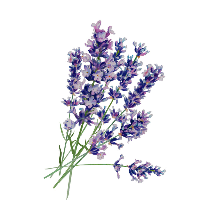 Lavender