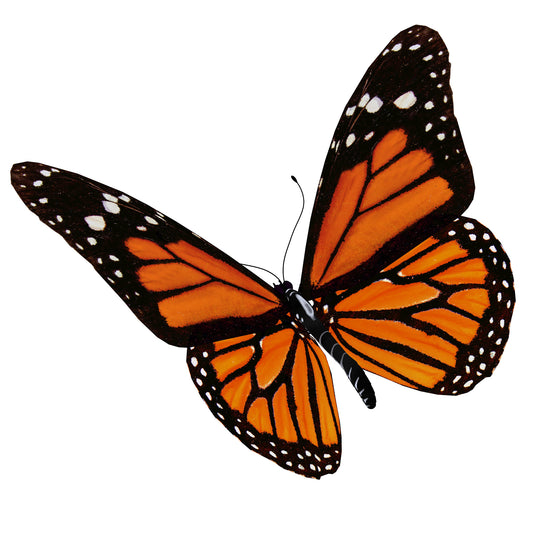 Follow a Monarch